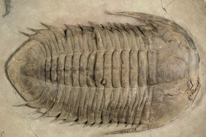 Rare Homalonotid (Iberocoryphe?) Trilobite - Agdez, Morocco #193668